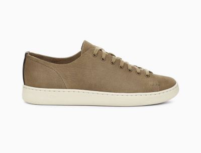 UGG Pismo Low Sneakers for Mens - Olive India